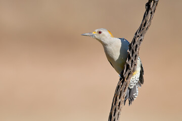 Golden-fronted Woodpecker (Melanerpes aurifrons) on branch in South Texas, USA