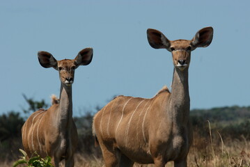 2 Kudus