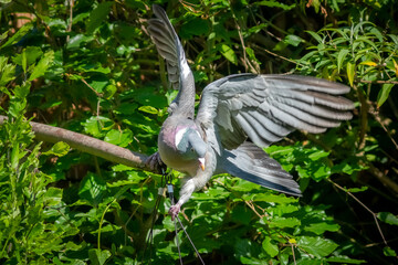 Tauben sind zu Besuch