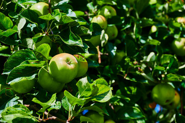 Many green and red colored apples hanging in a tree in a garden.
