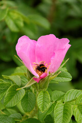 pink flower bumblebee on a background of green leaves