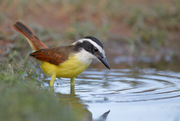 Great kiskadee (Pitangus sulphuratus) drinking water, South Texas, USA