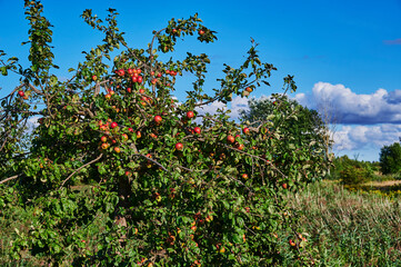 Fototapeta na wymiar Overgrown apple tree with a lot of ripe and red apples.