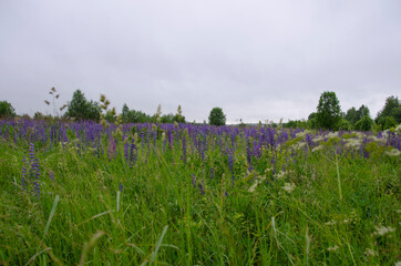 fabulous smells of warm summer