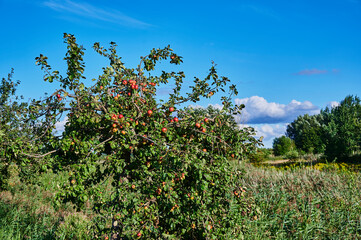 Fototapeta na wymiar Overgrown apple tree with a lot of ripe and red apples.