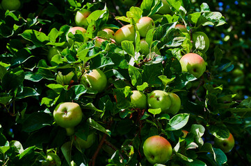 Many green and red colored apples hanging in a tree in a garden.