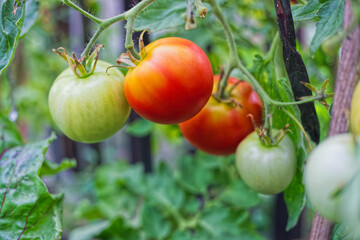 tomatoes in the garden