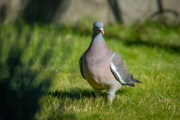 Fototapeta premium Tauben sind zu Besuch
