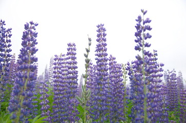 fabulous smells of warm summer