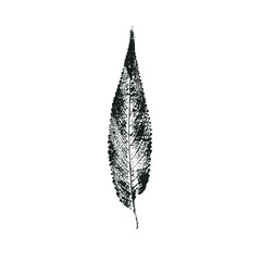 Leaf ink stamp. Black isolated on white background. Eco natural design. Handmade print with gouache. For prints, interior decoration, cards and covers.
