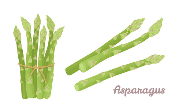 Green asparagus set. Fresh vegetables isolated on white background. Healthy food. Vector illustration in cartoon flat style.