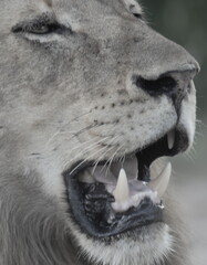Lion mouth