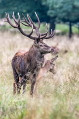 Red Deer Stags (Cervus elaphus) europe