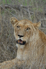 Lioness face