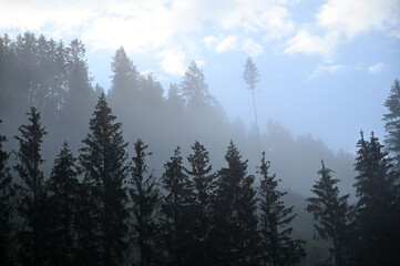 Pine trees in the fog landscape Bad Gastein Austria