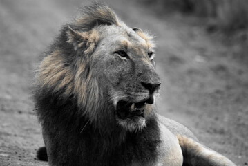 Male Lion