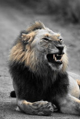 Male Lion