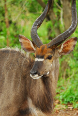 Nyala