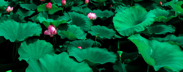 Beautiful lotus flower and green leaves lotus nature background in pond panoramic. Blank copy space.