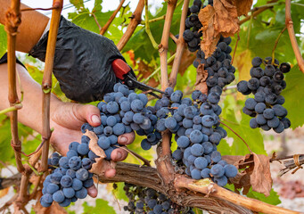 Grape harvest for wine production in Corsica, France