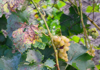 The grapevine leaves and berries are affected with Anthracnose of grapes, fungus disease, pierce...