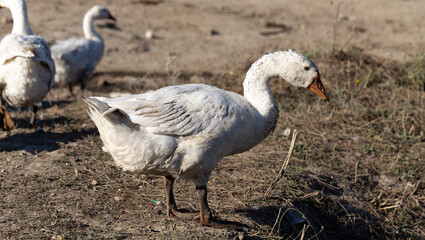 Legart Danish Domestic Geese. A bird grazes on a vacant lot.