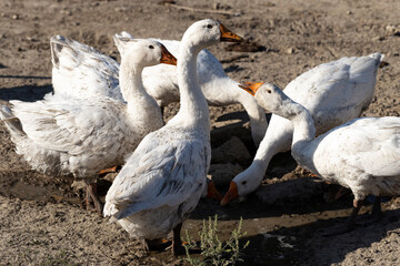 Legart Danish Domestic Geese. A flock of birds drinking water.