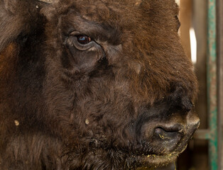 European bison (Bison bonasus), also known as the wisent. Muzzle of an animal at close range. © Piotr