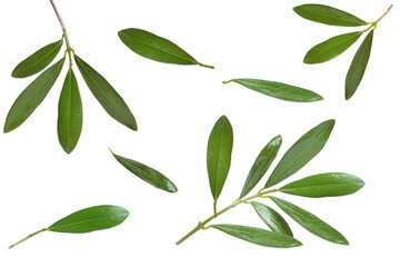 olive leaves and branches on white background