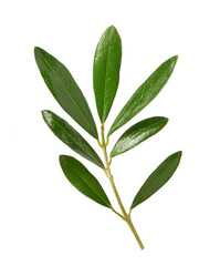 olive leaves and branches on white background