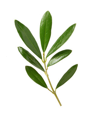 olive leaves and branches on white background © Valeriia
