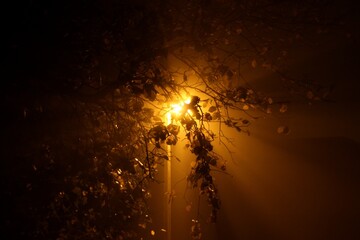 Foggy night public lighting through the tree branch 01