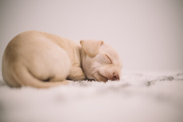 Cute toy terrier puppy sleeping on a white fluffy blanket