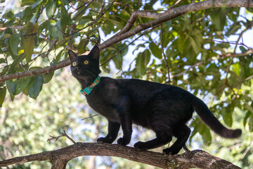A black cat puppy venturing high in a tree. Yellow eyes. Good luck sign. Green colar. Animal world. Cat lover. Pet lover.