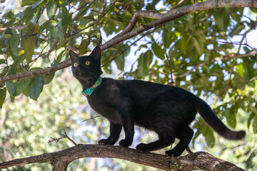 A black cat puppy venturing high in a tree. Yellow eyes. Good luck sign. Green colar. Animal world. Cat lover. Pet lover.