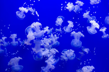 Banco de medusas nadando en el acuario de Sevilla