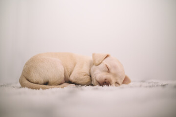 A small puppy sleeps on a white blanket