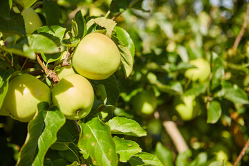 Green apples on a branch ready to be harvested, outdoors, selective focus