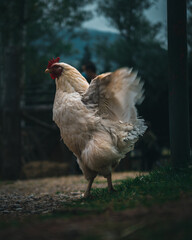 Gallina Campestre