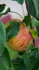 Jabłko na gałęzi w sadzie