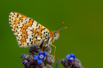 Macro shots, Beautiful nature scene. Closeup beautiful butterfly sitting on the flower in a summer garden.