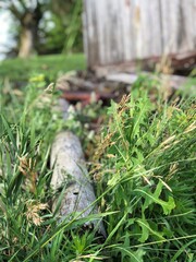 farm grass