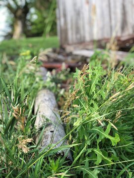 farm grass