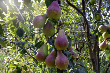 Organic ripe Pear in garden. Juicy flavorful pears of nature blurred background. Pears hanging on  branch tree. Illumination by the rays of midday sun. Close-up. Selective focus.