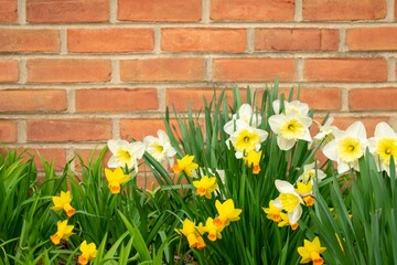 A Patch of Tulips on a Brick Wall During Spring in Suburban Pennsylvania