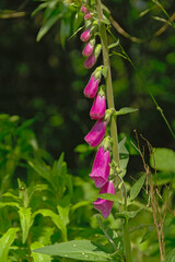Close up of beautiful pink foxglove flowers, selective focus with bokeh background - Digitalis purpurea 