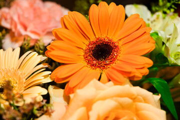 Beautiful bouquet, water drops on orange gerbera