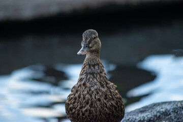 close up of domesticated mallard ducks with blue feathers  in the city in Hawaii Oahu