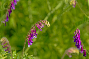 Close-up of a beautiful bright purple hairy vetch flowers in a lush green field, selective focus with bokeh backround. Vicia villosa 