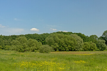 Flowering Elder shrubs in a meadow on a sunny day with clear blue sky - Sambucus nigra
